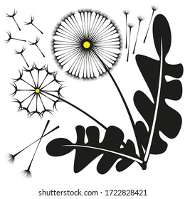 Set of vector images of dandelions on a white background. Vector isolated drawings.