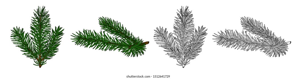 Set of vector images of fir branches, black and white and in color. EPS 10