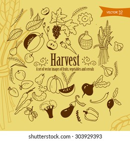 A set of vector images of fruits, vegetables and cereals