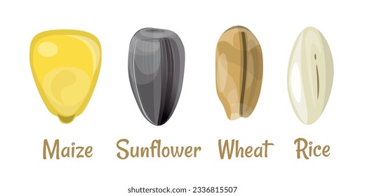 Set of vector images with grains of wheat, maize, rice and sunflower. Illustration isolated on white background