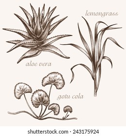 Set of vector images of medicinal plants. Biological additives are. Healthy lifestyle. Aloe vera, lemongrass, gotu cola.