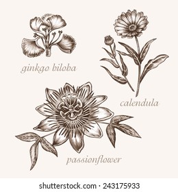 Set of vector images of medicinal plants. Biological additives are. Healthy lifestyle. Ginkgo biloba, calendula, passionflower.