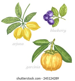 Set of vector images of medicinal plants. Beauty and health. Bio additives. Arjuna, blueberry, garcinia.