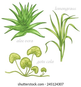 Set of vector images of medicinal plants. Beauty and health. Aloe vera, gotu cola, lemongrass. 