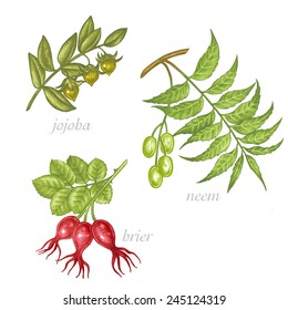 Set of vector images of medicinal plants. Beauty and health. Jojoba, neem, brier.
