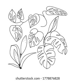 Set of vector images of monstera leaves and buds. Linear simple drawing. Black on white. Isolated elements.