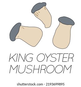 Set of vector images of a mushroom - KING OYSTER