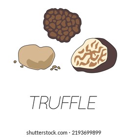 Set of vector images of a mushroom - TRUFFLE