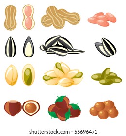 set of vector images of nuts and seeds