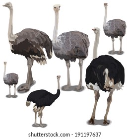 Set vector images of ostrichs