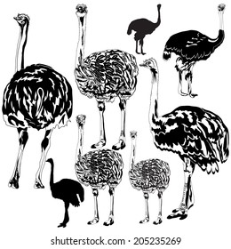 Set vector images of ostrichs