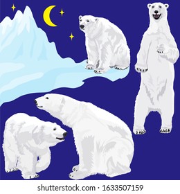 Set vector images of polar bears at blue background