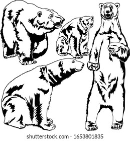 Set vector images of polar bears at white background