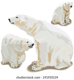 Set vector images of polar bears