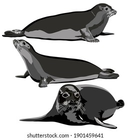 Set vector images of seals at white background