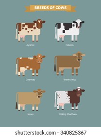 Set of vector images of six breeds dairy cows