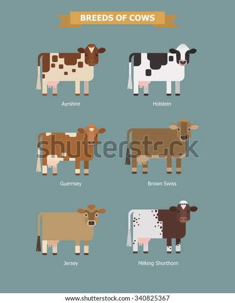 Set Vector Images Six Breeds Dairy Stock Vector (Royalty Free) 340825367