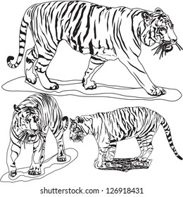 Set vector images of tigers