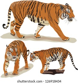 Set vector images of tigers