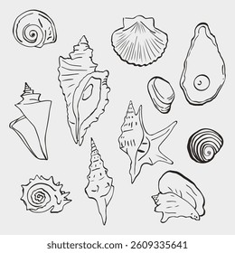A set of vector images of various shells. Simple linear illustrations in doodle style.