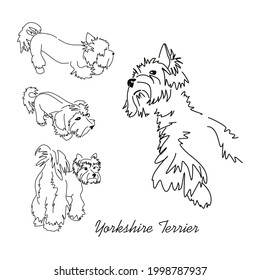 Set of vector images of Yorkshire terrier. Black and white line drawings of different poses of a small dog