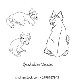 Set of vector images of Yorkshire terrier. Black and white line drawings of different poses of a small dog