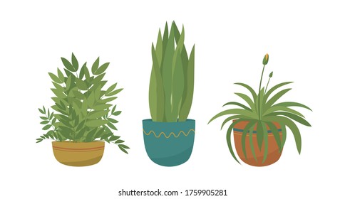 Set of vector indoor plants. Houseplants. Flowers for the interior.