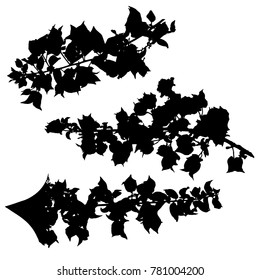 A set of vector ink silhouettes of branches with leaves and flowers, a collection of monochrome design elements, isolated on white
