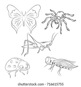 Set Vector Insects Hand Drawn Sketch Stock Vector (Royalty Free ...