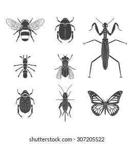 Set of vector insects volume 4