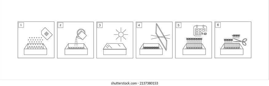 Set with vector instruction info graphic microgreens. Information line icon infographic. Document concept. White background. Outline simple illustration