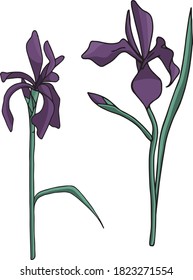 a set of vector irises. delicate and refined flowers. bright and spectacular purple flower buds