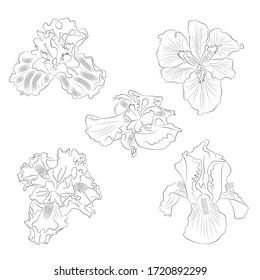 Conjunto de iris vectoriales, flor botánica floral. Manchas de color negro aisladas sobre fondo blanco.  Elemento de ilustración iris en estilo de arte en línea. Utilícelo para postales, banners, diseños, textiles, impresos, carteles.