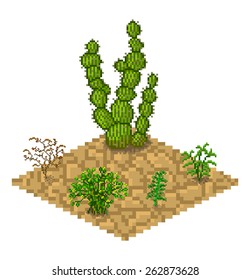 Set of vector isolated cactus plants on a dry isometric land for a game background in pixel art style. Flora of the desert