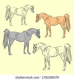 set of vector isolated drawings of beautiful elite Arab stallion, on white background for design, logo, emblem, poster, coloring