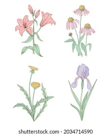 Conjunto de Flores aisladas vectoriales. Las flores silvestres y de jardín son el diente de león, el iris, la equinácea y el lirio.