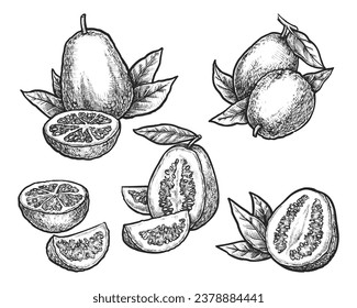 Set of vector isolated guava realistic sketch. Sliced exotic fruit image. Hand drawn tropic organic ingredient for vegan or vegetarian nutrition. Vitamin cooking. Agriculture and harvest food