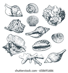 Set of vector isolated hand drawn seashells and coral. Sketch style outline shells. Summer design elements