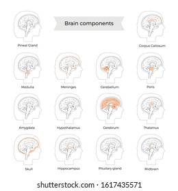 Set of vector isolated illustration of brain components in woman head. Human brain detailed anatomy. Medical infographics for poster, educational, science and medical use. Sagittal view of the brain