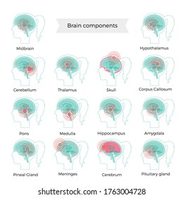 Set of vector isolated illustration of pain, inflammation or tumorbrain components in woman head. Human brain detailed brain anatomy. Medical infographics for poster.