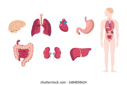 Human Internal Body Parts High Res Stock Images Shutterstock