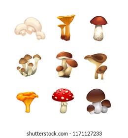 Set vector isolated realistic mushrooms