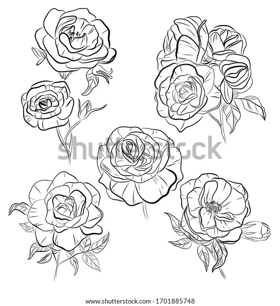 Set Vector Isolated Rose Flowers Black Stock Vector (Royalty Free ...