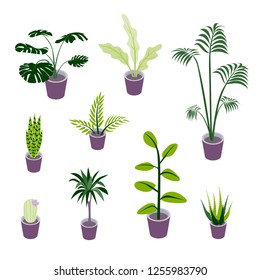 Set Vector Isometric Potted Plants Illustrations Stock Vector (Royalty ...