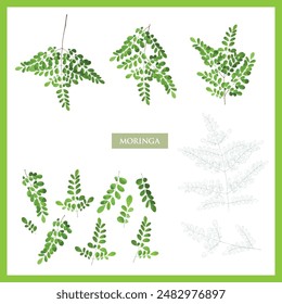 Set of vector label with Moringa tea.