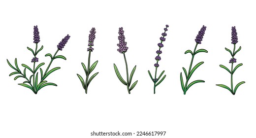 Set of Vector Lavender flower with different shape. Floral botanical flower collection. Isolated illustration element. Vector hand drawing wildflower for logo, texture, pattern, frame or border.