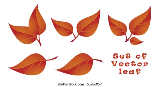Set of Vector Leaf. Autumn.