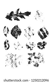 Set of vector Leaf imprints. Collection of black leaves imprints on transparent background. Grunge leaves. Design elements. Leaf stamp