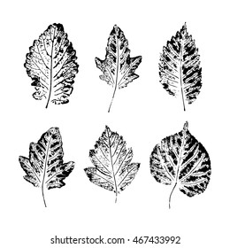 Set of vector Leaf imprints. Collection of black leaves imprints on white background. Autumn leaves. Herbarium illustration. Botanical illustration. Grunge leaves. Leaf stamp 