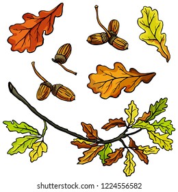 set of vector leaves with acorns